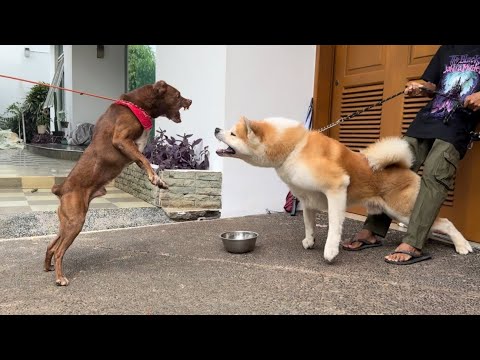 REAKSI KING FLOKI KETEMU ANJING HACHIKO DARI JEPANG ‼️ GALAK DAN SUDAH GIGIT BANYAK ORANG