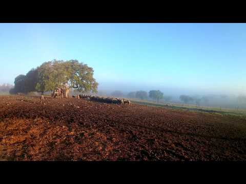 Alentejano pigs at Monte Alto Portugal