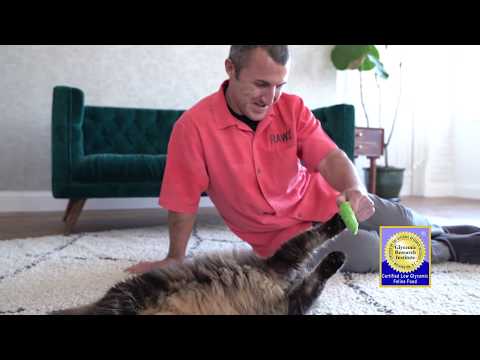 Meal Free Dry Food for Cats by RAWZ Natural Pet Food