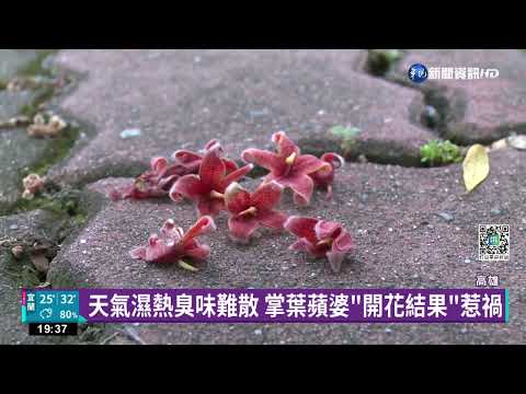 高雄整夜飄刺鼻惡臭! 凶手竟是"掌葉蘋婆"