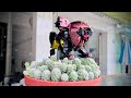 Sơn Siêu Nhân Gao Gao Sư Tử Đen Sơn Lại Gao Sư Tử đen Lấp Lánh Gaoranger Môhình �