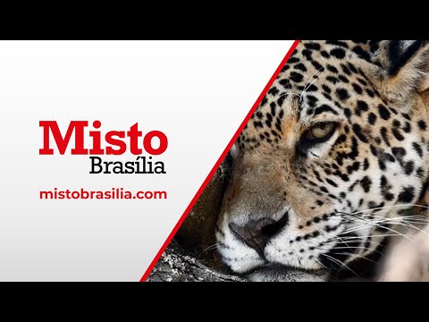 Polêmico projeto cria a figura do caçador esportivo no Brasil