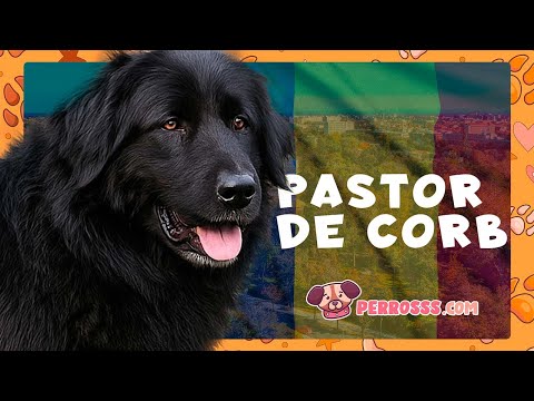 Guía oficial de Pastor de Corb