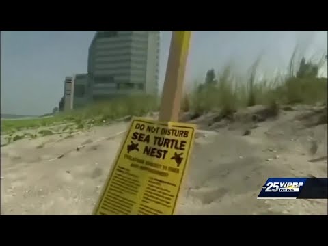 Record broken for most sea turtle nests ever in Palm Beach County