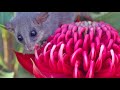All About Pollination