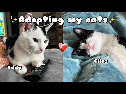 Adopting My European Shorthair Cats | Niacho