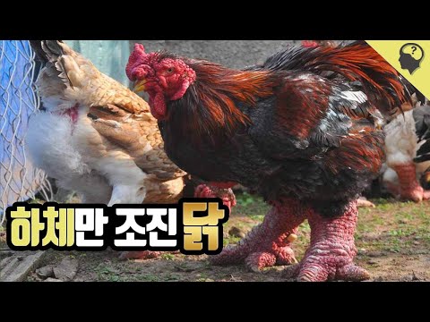 , title : '세상에서 가장 큰 발과 가격을 가진 용닭 '동 타오 닭''