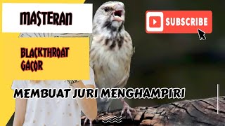 Download lagu Blackthroat Gacor masteran murai batu #muraibatu #burungmurai #masteran #blackthroat #fanskicau mp3 Download lagu Blackthroat Gacor masteran murai batu #muraibatu #burungmurai #masteran #blackthroat #fanskicau mp3