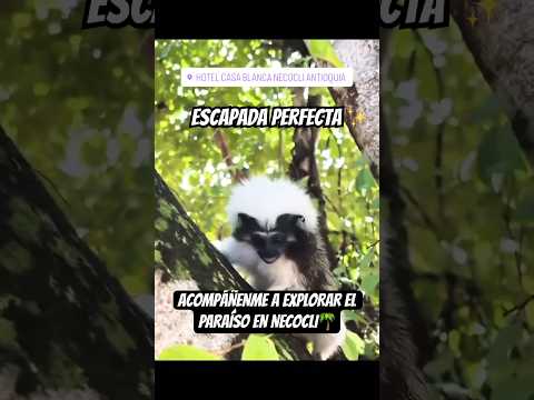 ¡Acompáñenme a navegar esta increíble aventura en el paraíso de Necoclí! 🌴🏖️