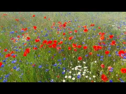 [DZIJO KARKONOSZ] NASZE WIEJSKIE POLA