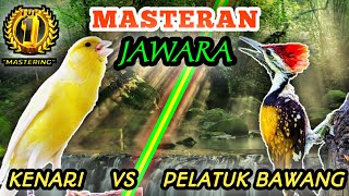 Download lagu KENARI VS PELATUK BAWANG - Masteran Istimewa Untuk Semua Jenis Burung Lomba mp3
