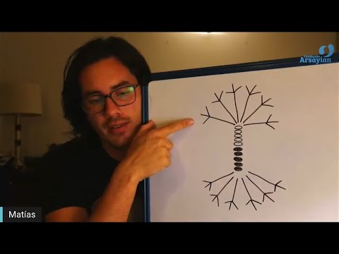 Day 341 Edición en Español - SEMILLA - Spanish edit- Matias De Stefano