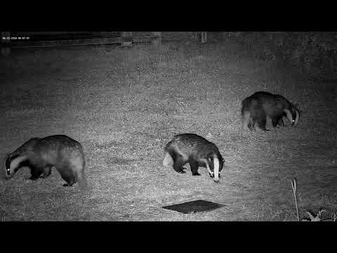 Male badger in a growly mood - with sounds