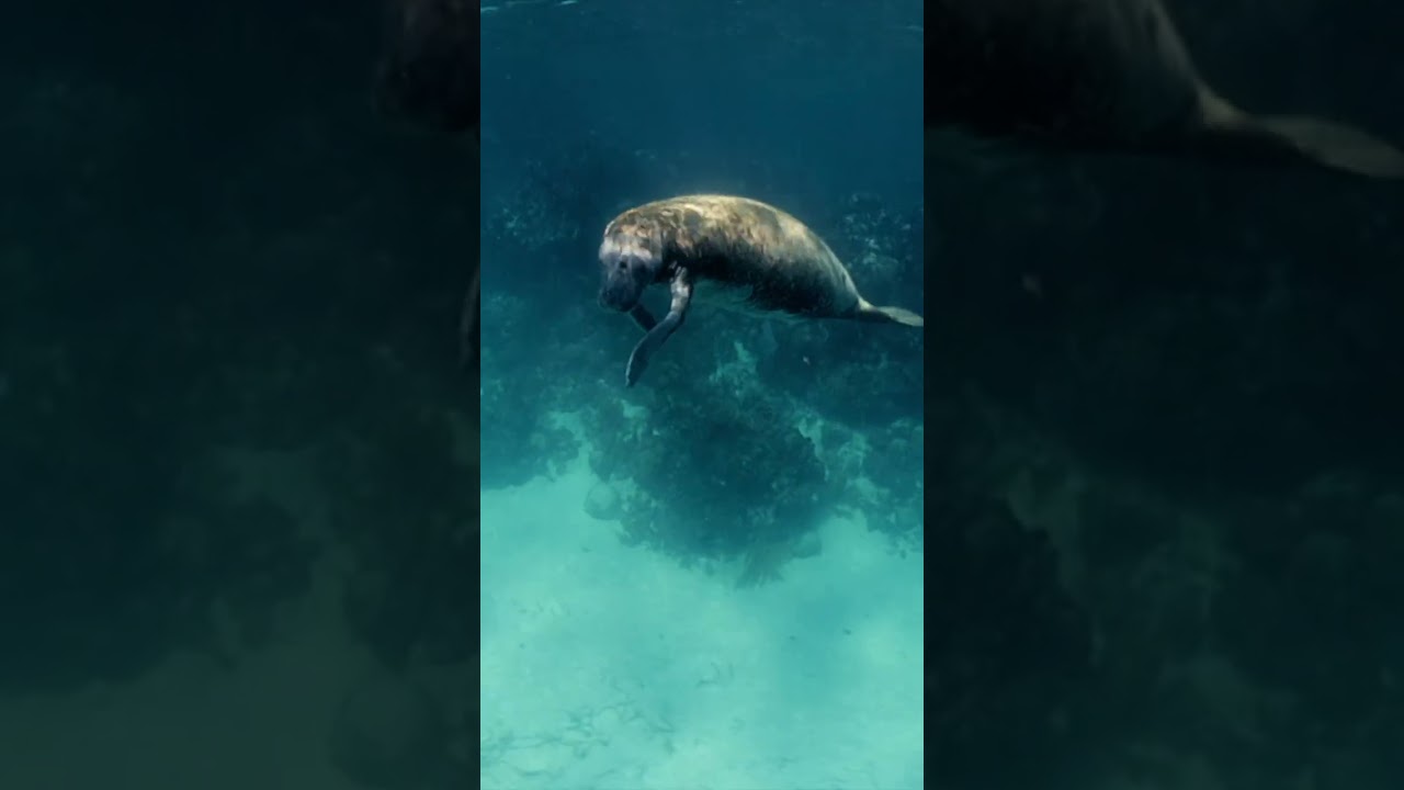 Manatees in Crisis in Belize - Narrated by Meryl Streep