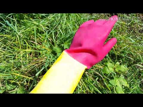 Riesen Bärenklau in Mudersbach