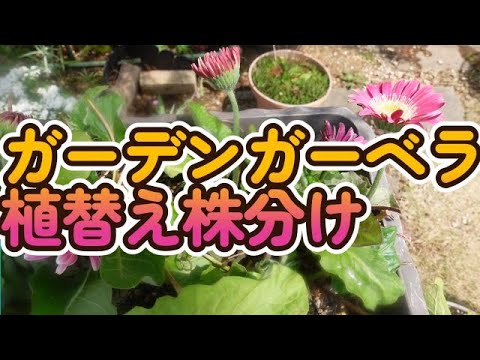 ガーベラの植え方は？雄大な花を育てるために知っておくべきことすべて  庭園