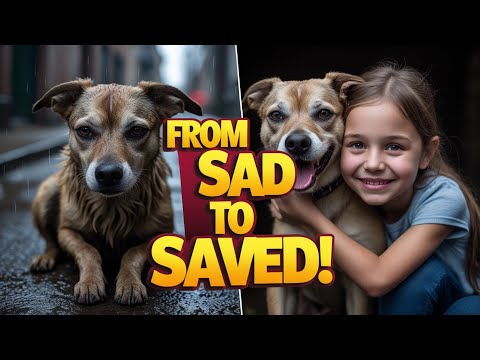 Abandoned Dog’s Miraculous Transformation After Being Rescued by a Little Girl  Heartwarming Rescue