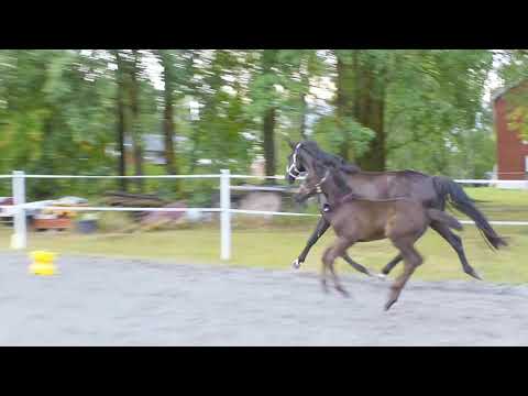 Power of Darkness SD, SWB föl