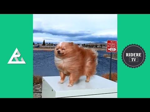 PROVA A NON RIDERE #30 - DIVERTENTI VIDEO ANIMALI COMPILATION