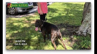Labrador - Dog Training of Fort Myers K9 - Patrick Logue Dog Trainer