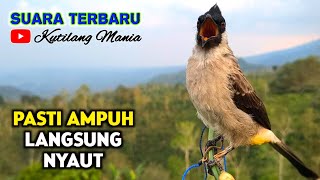 Download lagu Suara Burung Kutilang Gacor Terbaru Pasti Ampuh Semua Kutilang Langsung Nyaut Bunyi mp3