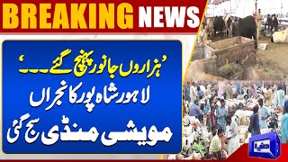 Lahore Cattel Market | Shahpur Kanjra Bakra Mandi | Bakra Mandi 2024 | Dunya News