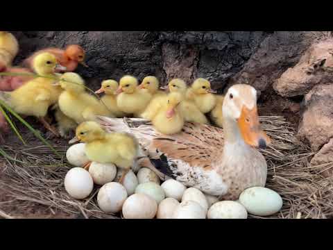 Amazing Pekin Duckling Hatching From Eggs So Cute Bbay Duck