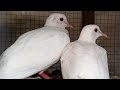 Khumray Bird | Fakta Bird Video ( Kugi ) White Khumray, Dove 🕊️ Beautiful Pairs cage Feed and house