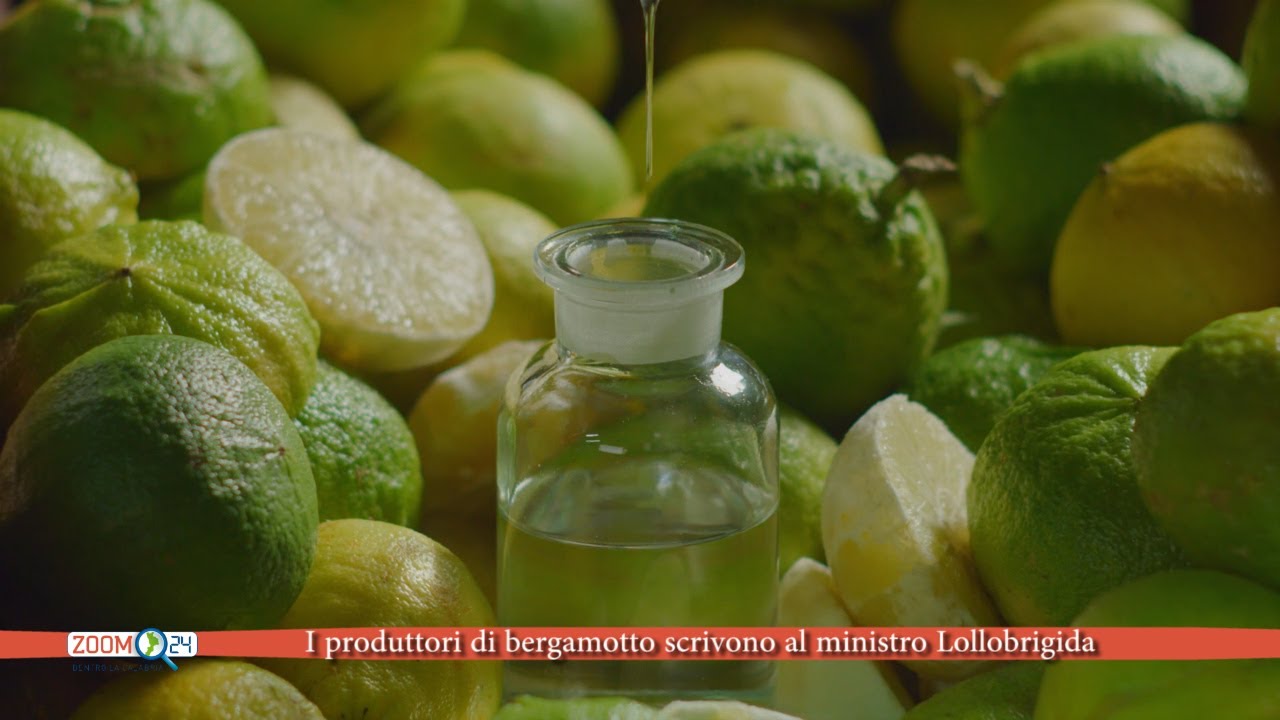 I produttori di bergamotto scrivono al ministro Lollobrigida (VIDEO)