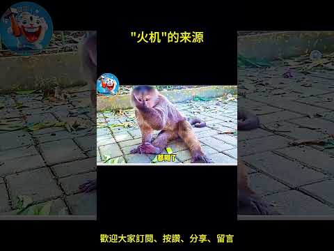 搞笑動物系列第1031集 火机的来源 #搞笑 #熊日常 #funny  #黑熊 #duet #老友狗狗 #黑熊 #老友狗狗 #cat #黃狗 #animals #寵物友善日常 #黃狗 #寵物友善日常