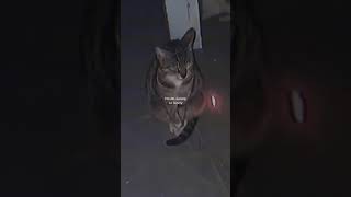 Download lagu story wa sad kucing:) mp3 Download lagu story wa sad kucing:) mp3