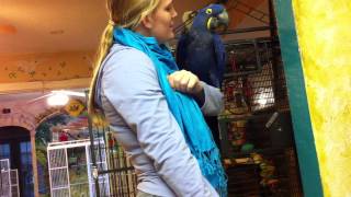 preview picture of video 'Life at the Wilson Parrot Foundation'