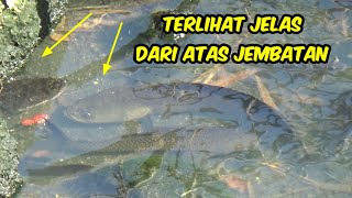 Download lagu Mancing Ikan Gabus Di Atas Jembatan Umpan Jatuh Langsung Sambar  mp3