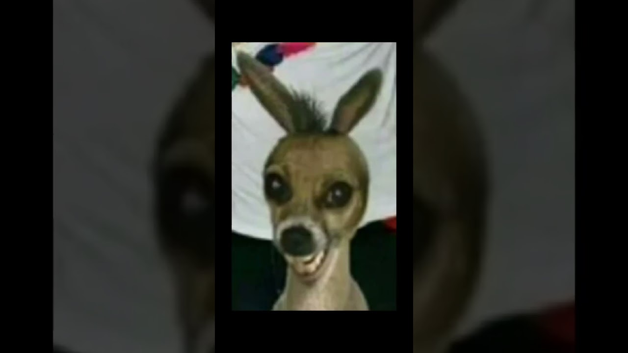 Se vc rir de algumas dessas imagens seu humor está quebrado 😏 #shorts #fyp