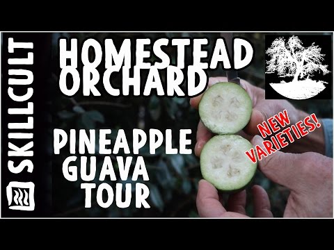 Pineapple Guava Tour, New Seedling Varieties From a Feijoa Collector and Breeder