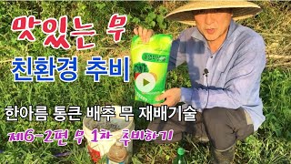 #6-2 맛있는 무 추비방법 / 한아름 통큰 배추 무 재배기술 제6-2편 무 1차 추비하기