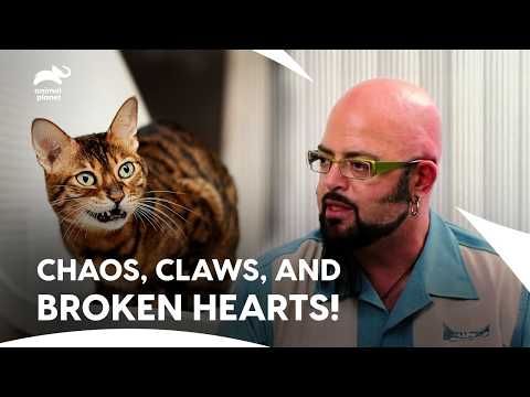 Cat Behavior Ends Couple's Relation? Will Jackson Save! | My Cat From Hell S2 E1,2,3| Animal Planet