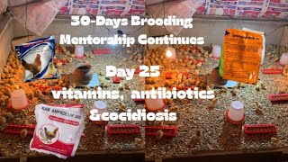 Day 25 How to raise chickens/chicks 30-Days Brooding layers and broilers Mentorship programme