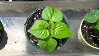 preview picture of video 'Salvia Divinorum or Salvia Splenden plants?'