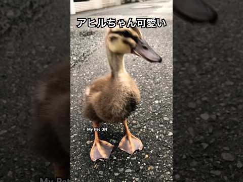 アヒルと野生のアヒルの好きな食べ物は何ですか?どれを避けるべきでしょうか?  庭園