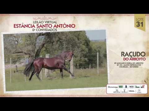 LOTE 31 RAÇUDO DO ARROYTO, LEILAO VIRTUAL ESTANCIA STO ANTONIO, 15:12:2016