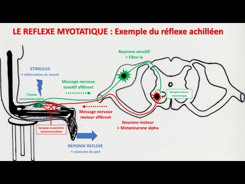 Le réflexe myotatique