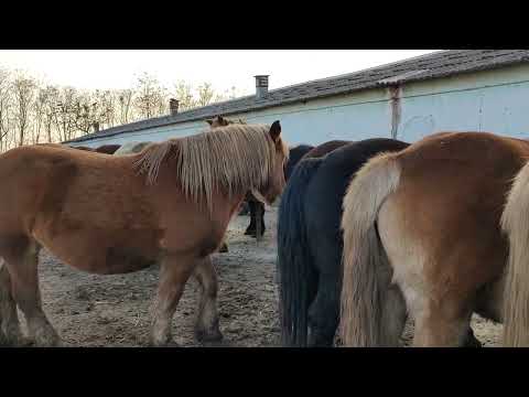 Iepele noastre iubite - Herghelia Fitero