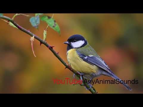 Great tit Sound (Great tit Voice, Great tit Call, Great tit Voice,  Great tit Audio)