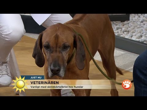 Veterinären om sjukdomen som gör livet surt för hunden - Nyhetsmorgon (TV4)