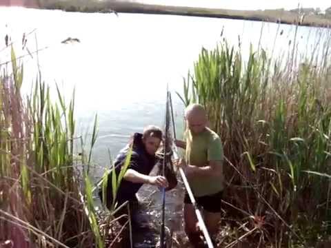 crap romanesc - 7 kg