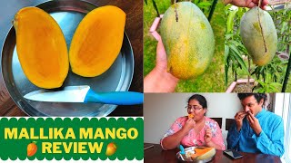 Mallika Mango Taste Test\Home grown mango in Zone 9a\Experience of Growing mangoes in USA\Subbucooks