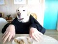 Perro comiendo con la mano