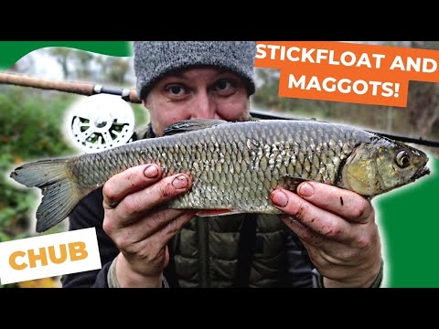 Chub fishing with Centrepin and Stick Float