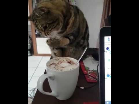 cat is trying to drink coffee.